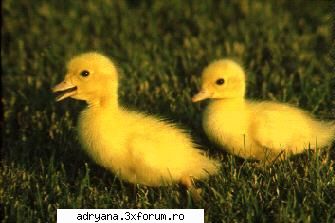 Talk-talk-talk - ce anume??? putem sa injuram ?? - Aiureli